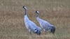 Zwei Kraniche (Grus grus), auch Grauer Kranich oder Eurasischer Kranich genannt, stehen auf einem Feld.