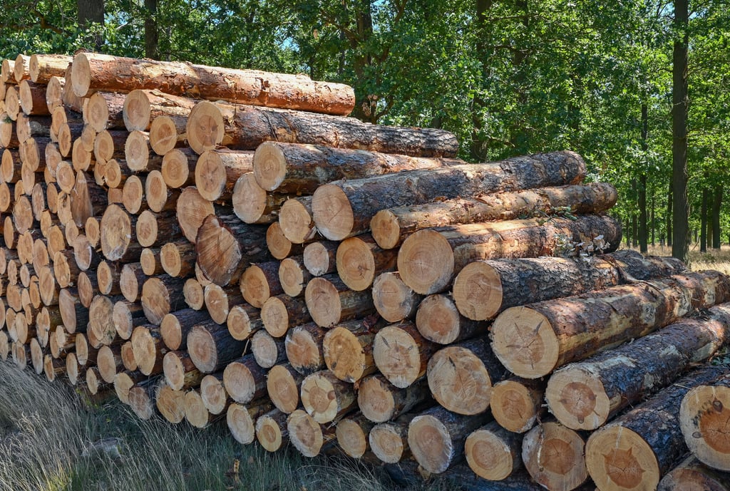 Holzstämme liegen zum Abtransport bereit.