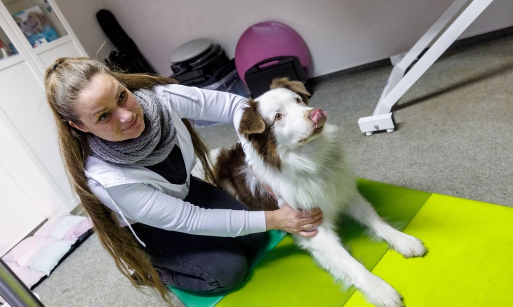 Massieren gehört zum Joballtag: Tierphysiotherapeutin Julia Neumann weiß, wo beim Hund die Muskeln sitzen.