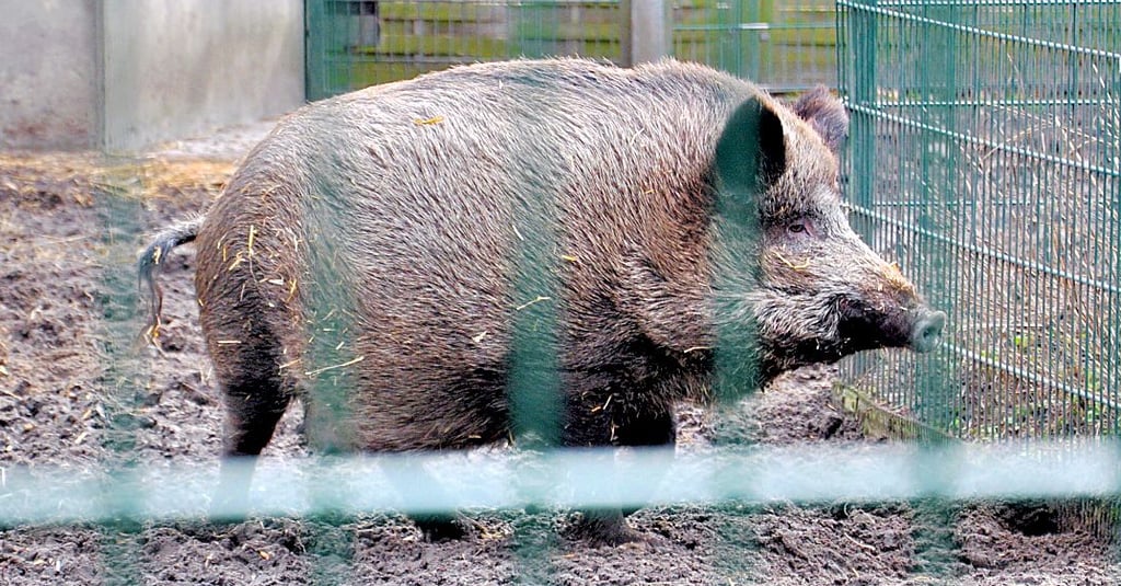 Die Wildschweinmutter (Bache) ist hochschwanger und könnte jederzeit Frischlinge im Tiergarten Stendal auf die Welt bringen.