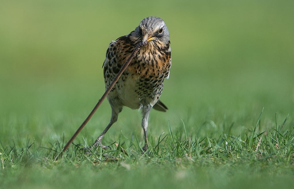 Regenwürmer lockern im Garten den Boden auf - viele Vögel haben sie zum Fressen gern.