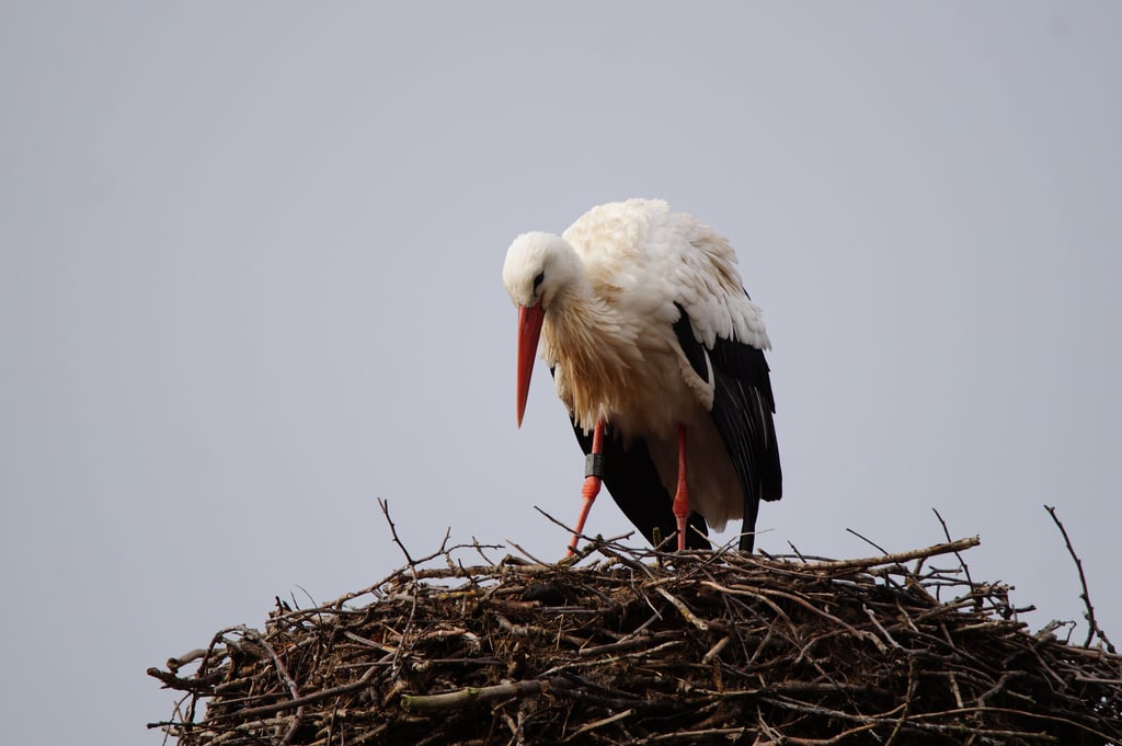 Dieser Storch in Butterhorst ist der erste in der diesjährigen Saison in der Region.