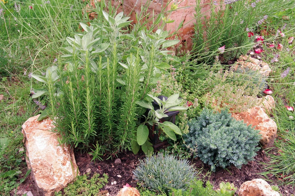 Ein Grab ist im Grunde auch ein kleiner Garten - und man kann auf ihm anbauen, was einem selbst am besten gefällt. Zum Beispiel auch Kräuter.