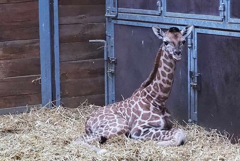 Giraffennachwuchs im Leipziger Zoo.