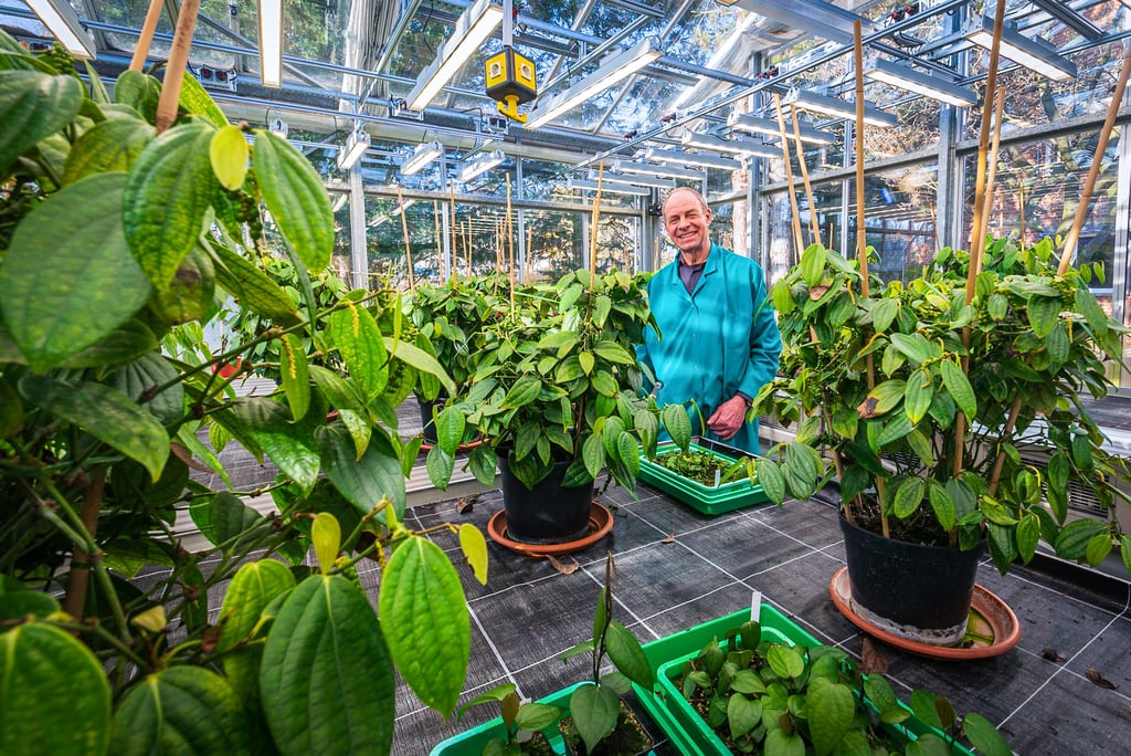 Im Gewächshaus: Wissenschaftler Dr. Thomas Vogt zeigt den Pfeffer im Leibniz-Institut für Pflanzenbiochemie (IPB) in Halle, der dort bei milden Temperaturen um 24 Grad gedeiht.