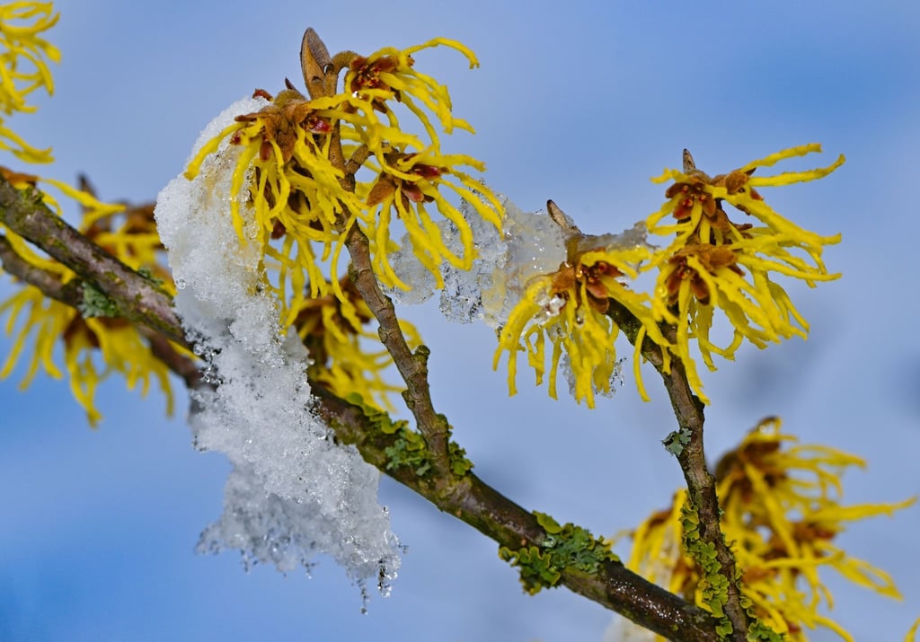 Schnee bedeckt teilweise die gelben Blüten einer Zaubernuss.