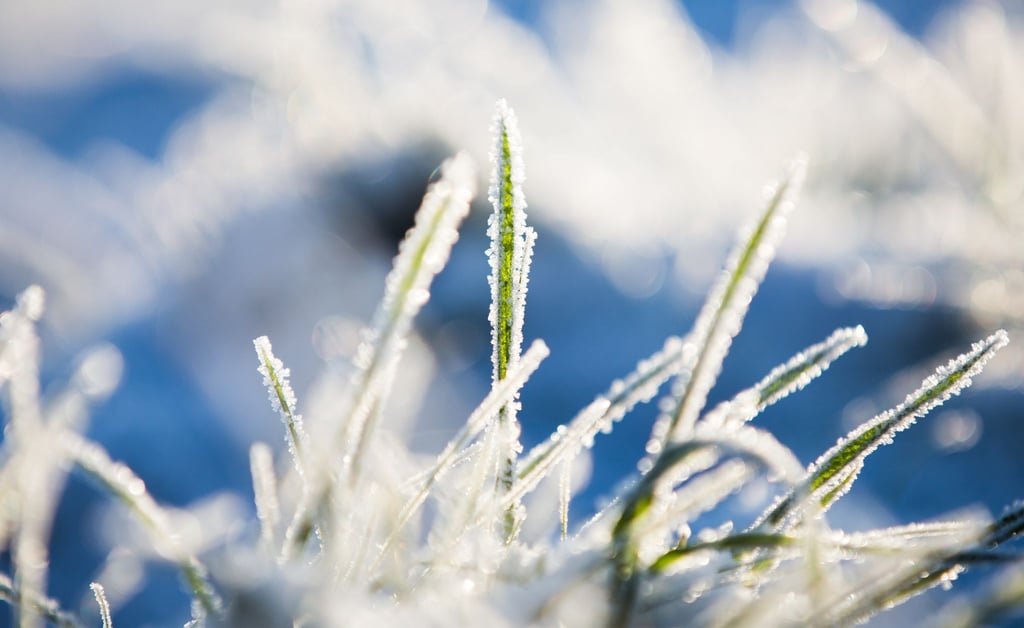 Schnee ist ein Spielverderber, zumindest, wenn er sich auf dem Rasen ablegt. Denn dann kann das Betreten die Halme zerstören.