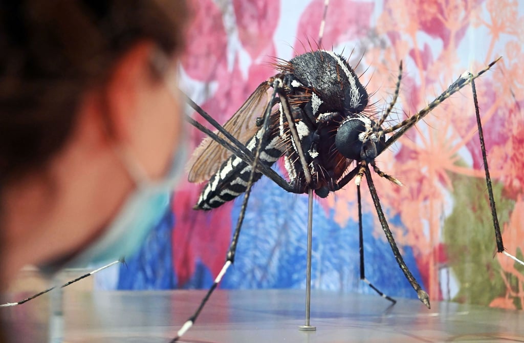So groß kommen sie zum Glück nur in Ausstellungen daher, doch auch von echten Asiatischen Tigermücken lässt man sich lieber nicht stechen: Sie gelten als Hauptüberträger des Chikungunya-Fiebers.