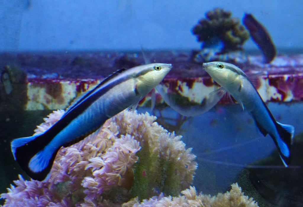 Ein Putzerfisch interagiert mit seinem Spiegelbild, das von einem außerhalb des Aquariums angebrachten Spiegel erzeugt wird.