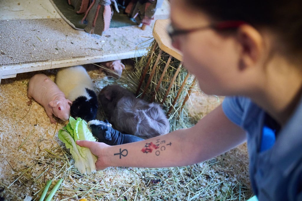 Melanie Dufosse füttert Meerschweinchen, die teils ihre eigenen sind und teilweise vermittelt werden.
