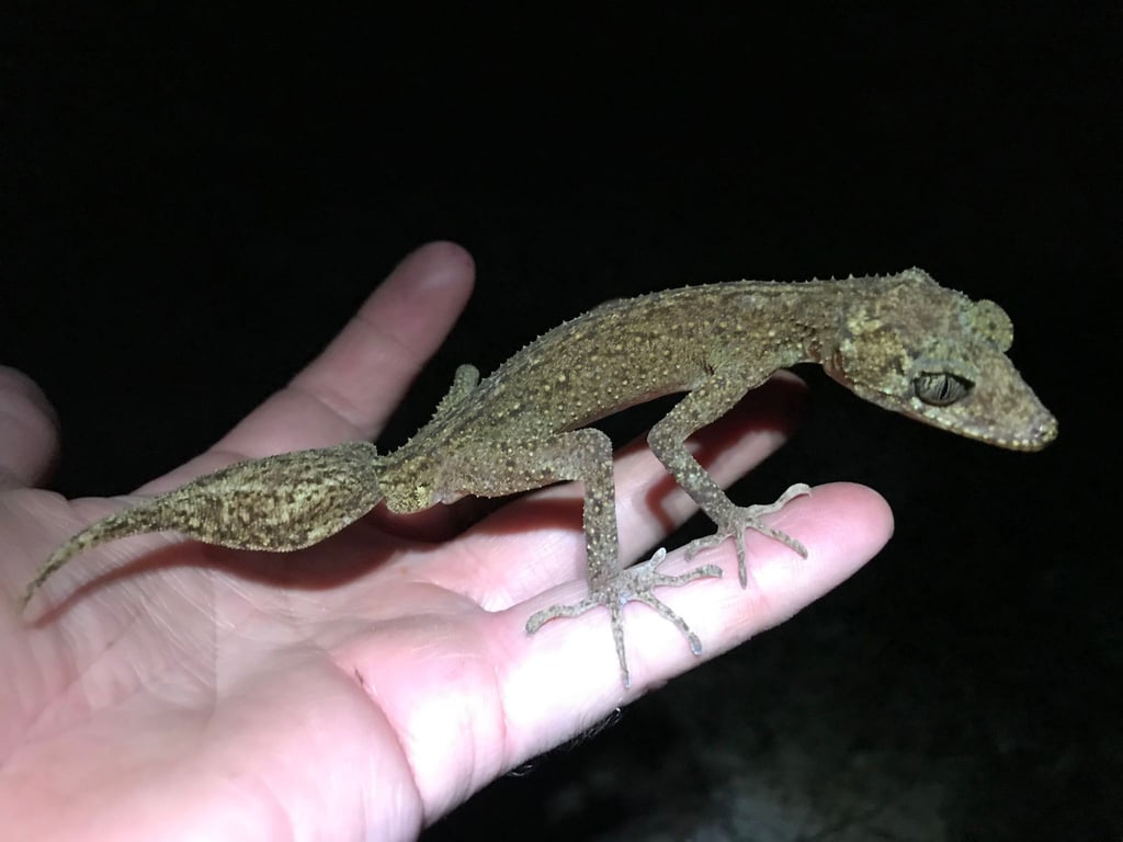 Der neu entdeckte „Scawfell Island Blattschwanzgecko“ (Phyllurus fimbriatus).