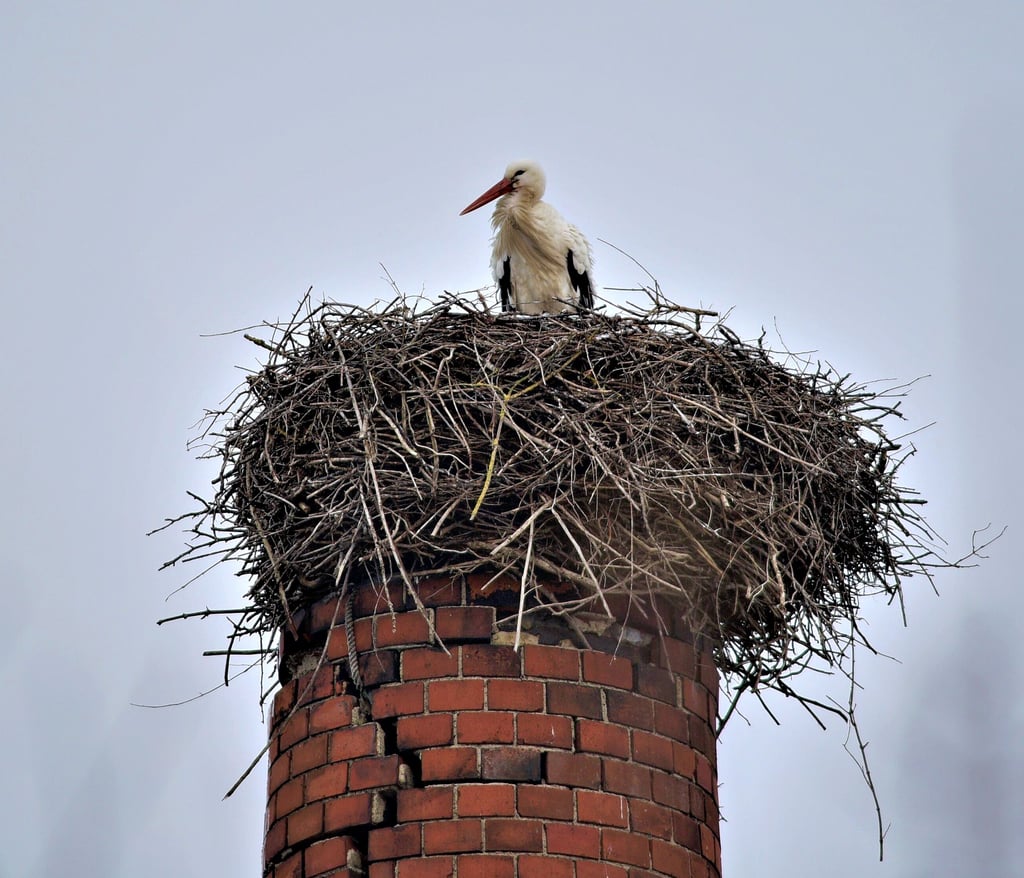 Trotz des kleinen Wintereinbruchs ist ein Storch bereits wieder in Preußlitz eingetroffen.