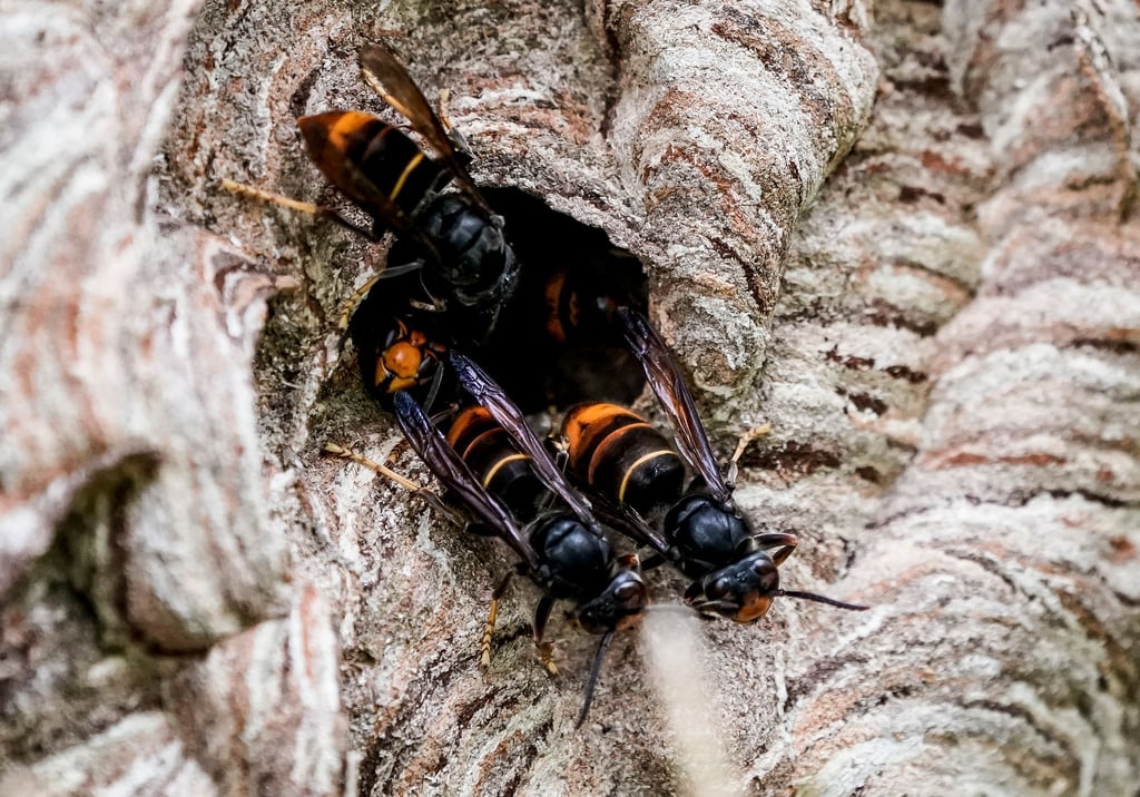 Asiatische Hornissen (Vespa velutina nigrithorax) sammeln sich an einem Ausgang ihres Nestes.