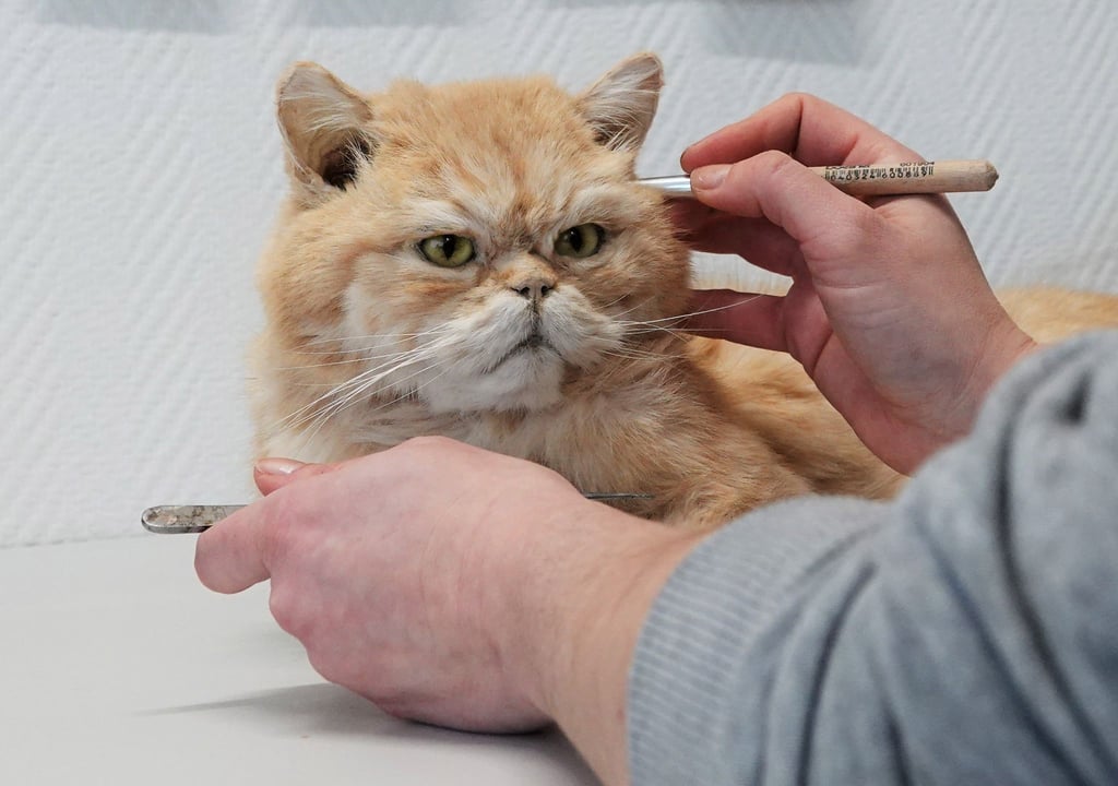 Tierpräparatorin Laura Eberhard arbeitet an einer ausgestopften Katze. Bei MemoryPets werden gestorbene Haustiere möglichst lebensecht präpariert.