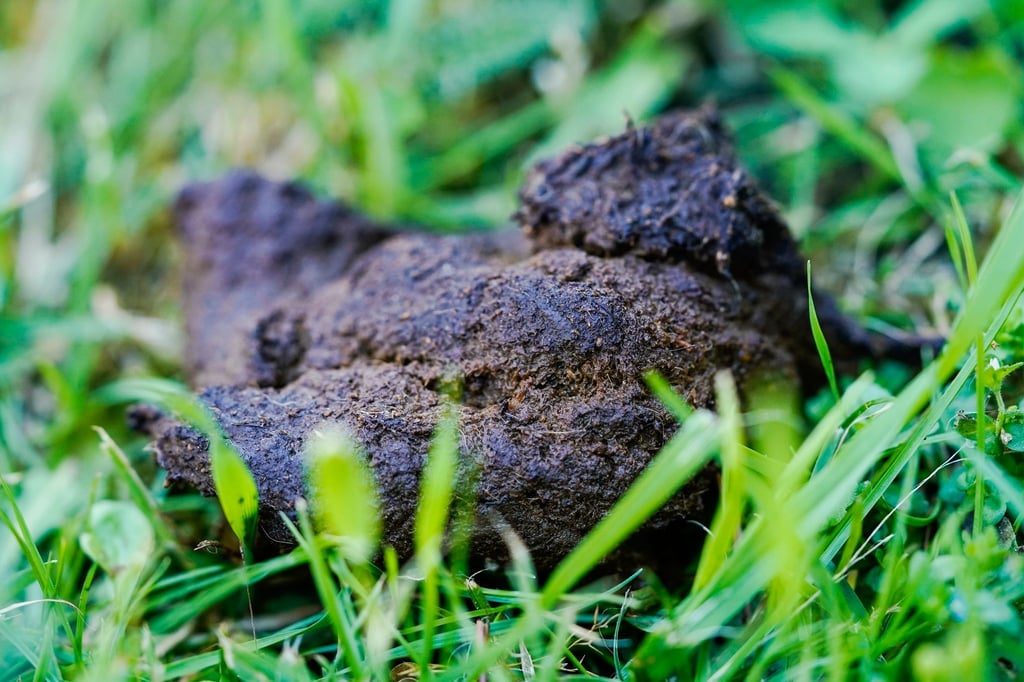 Hundekot liegt auf einer Wiese in der Innenstadt. Viele Kommunen verschärfen ihr Vorgehen gegen die tierischen Haufen.
