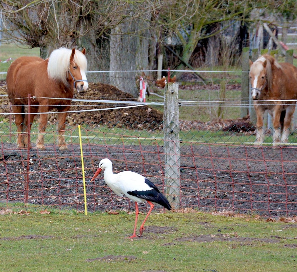 Der Lockstedter Storch ist seit wenigen Tagen vor Ort und schaut sich auf dem Gartengelände von Familie Wernecke um. Auch über die weiten Wiesen um Lockstedt drehte der schwarz-weiße Vogel schon seine Runden und war auf Nahrungssuche.