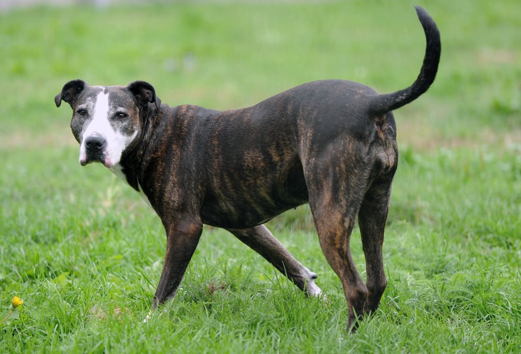 Innerhalb von vier Jahren stieg die Hundepopulation im Vereinigten Königreich um 15 Prozent - nicht immer ist das Zusammenleben von Mensch und Tier friedlich. (Im Bild: eine American Staffordshire-Hündin)