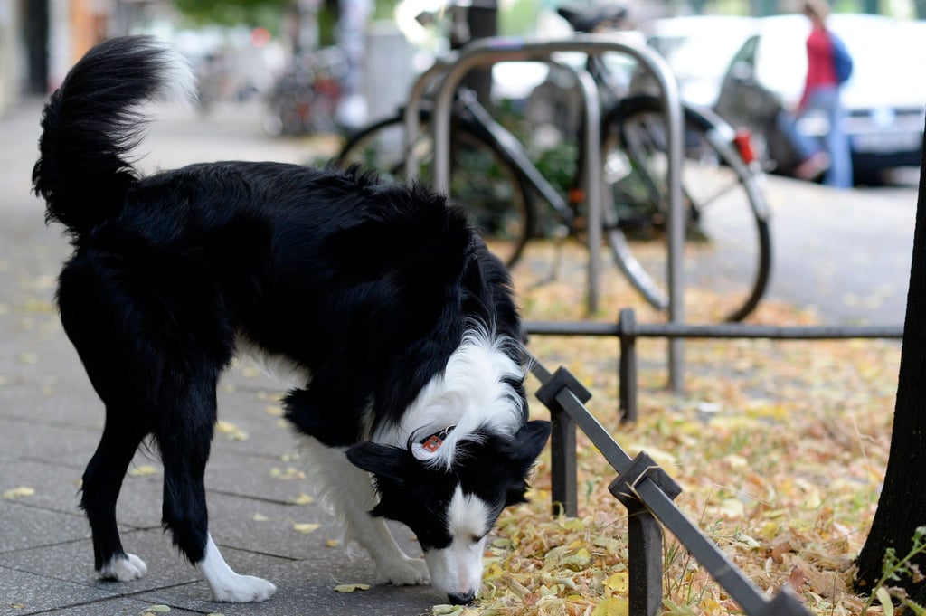 Hunde haben feine Nasen - leider auch wenn es um das Aufspüren von Kot geht.