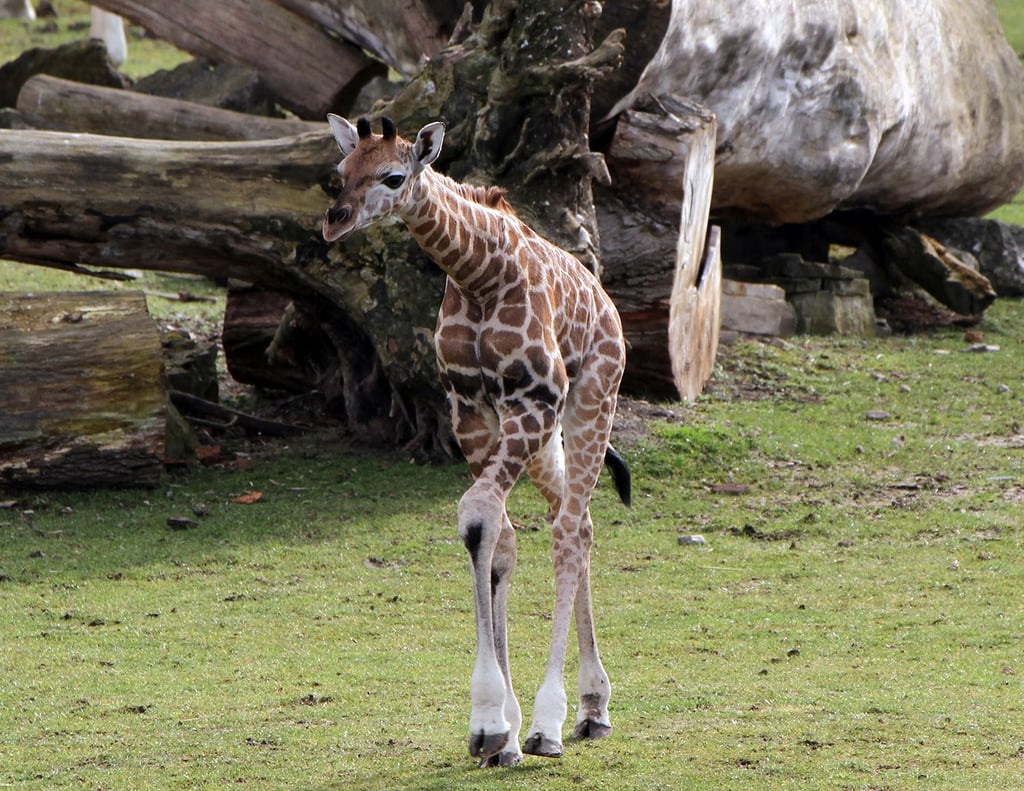 Leipziger Zoo sucht nach Namen für Giraffenjungtier