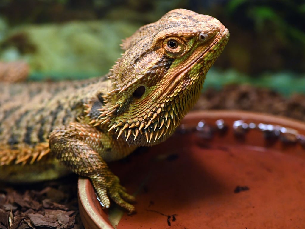 Angebote für australische Schuppenkriechtiere & Co auf Ebay-Kleinanzeigen gehören der Vergangenheit an. Die Plattform untersagt den Handel mit Reptilien, zu denen auch die Bartagame zählt.