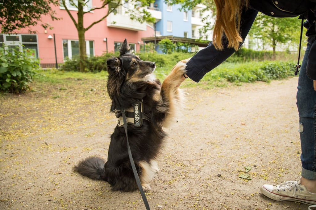 Nur schmerzfreie Hunde bleiben bis ins Alter beweglich.