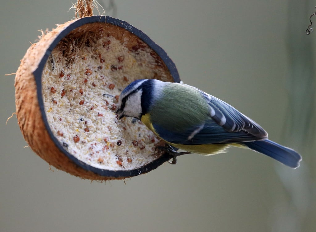 Eine Blaumeise frisst aus einer selbst gemachten Vogelfutterbombe. Dafür wurde eine halbe Kokosnussschale mit einer Fett-Samenmischung gefüllt und an einen Ast gehangen.