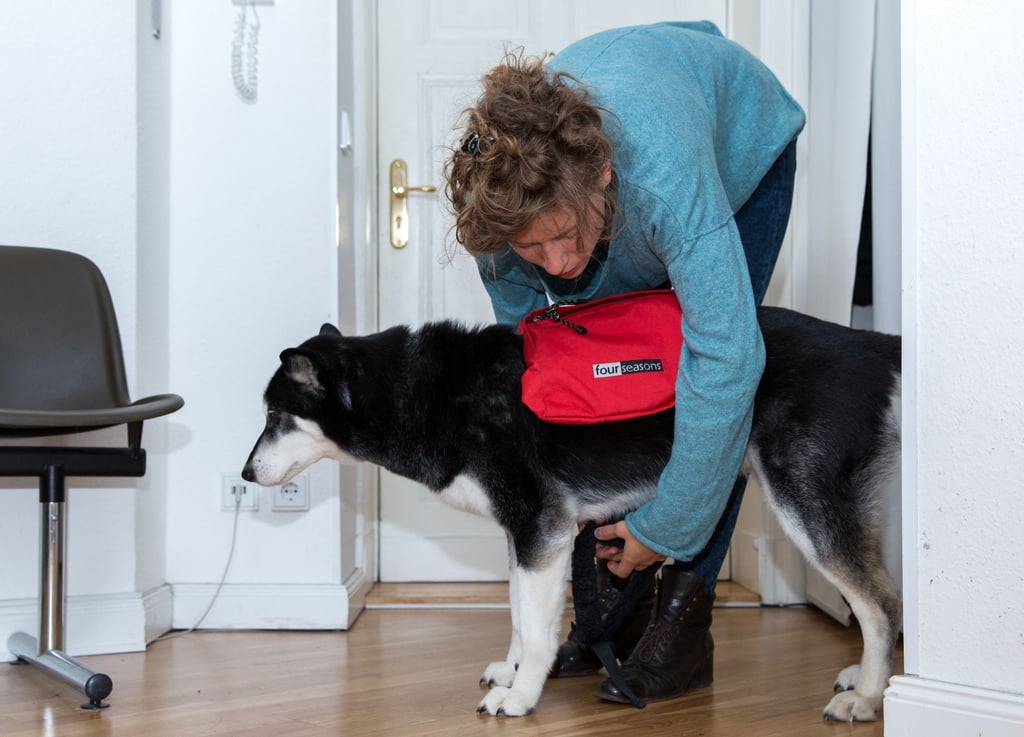 Hunde sollten auf Gassirunden langsam ans Tragen der Packtasche gewöhnt werden.