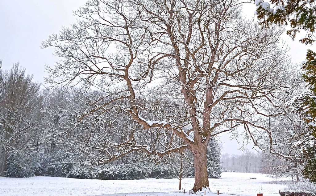 Nicht überall ist der Landschaftspark Degenershausen so schön anzusehen. Hinter der Hecke und den Bäumen soll ein Aufforstungsprojekt beginnen.