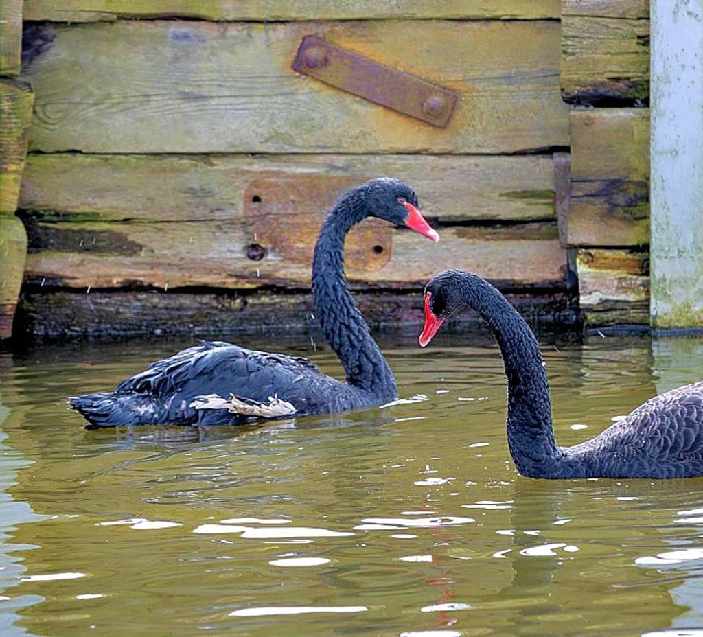 Den Schwan Willi (l.) hat der Fuchs geholt.