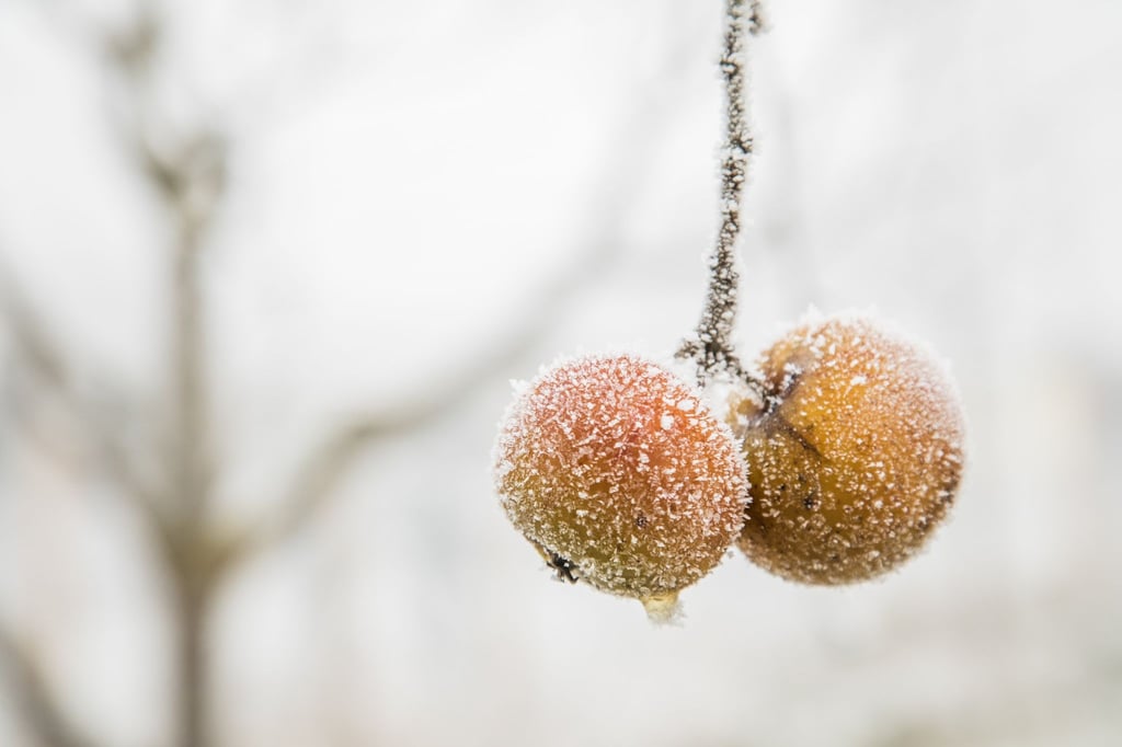 Hängengeblieben: Obst, das nach der letzten Ernte noch am Baum ist, sollte man jetzt abnehmen. Sonst drohen Infektionen.