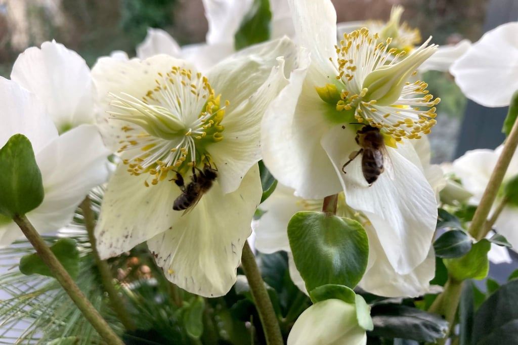 Bienen sitzen mitten im Winter auf einer Christrose in Saarbrücken. Die warmen Temperaturen habe die Völker dazu gebracht, ihren Stock zu verlassen, Imker sind besorgt.