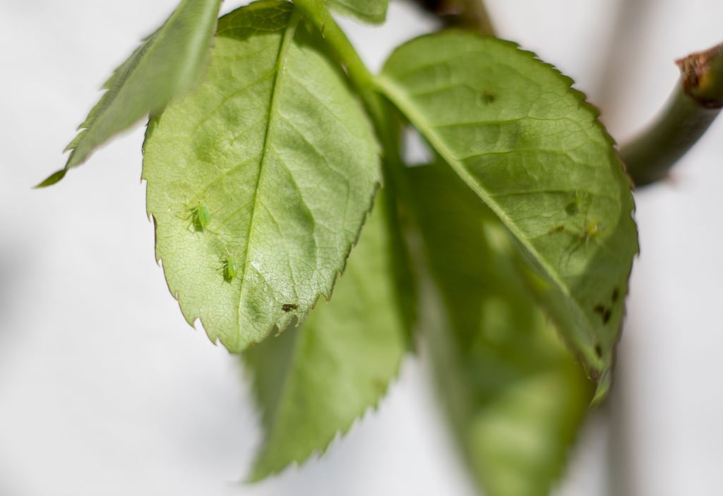 Ein paar Schädlinge am Blatt brauchen noch kein Insektenbekämpfungsmittel.