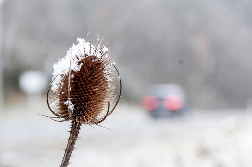 Schnee ist auf Disteln liegen geblieben.