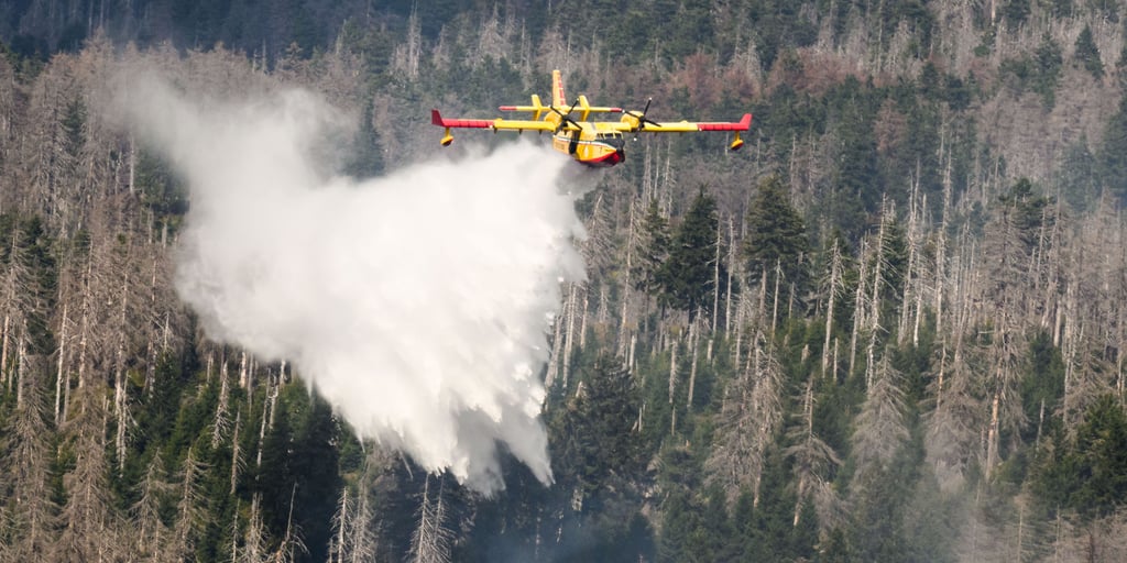 Ein italienisches Löschflugzeug über Fichtenbeständen am Brocken im vergangenen Spätsommer. Welche Rolle spielen Totholz und die Schmalspurbahn für die häufigen Brände im Harz?