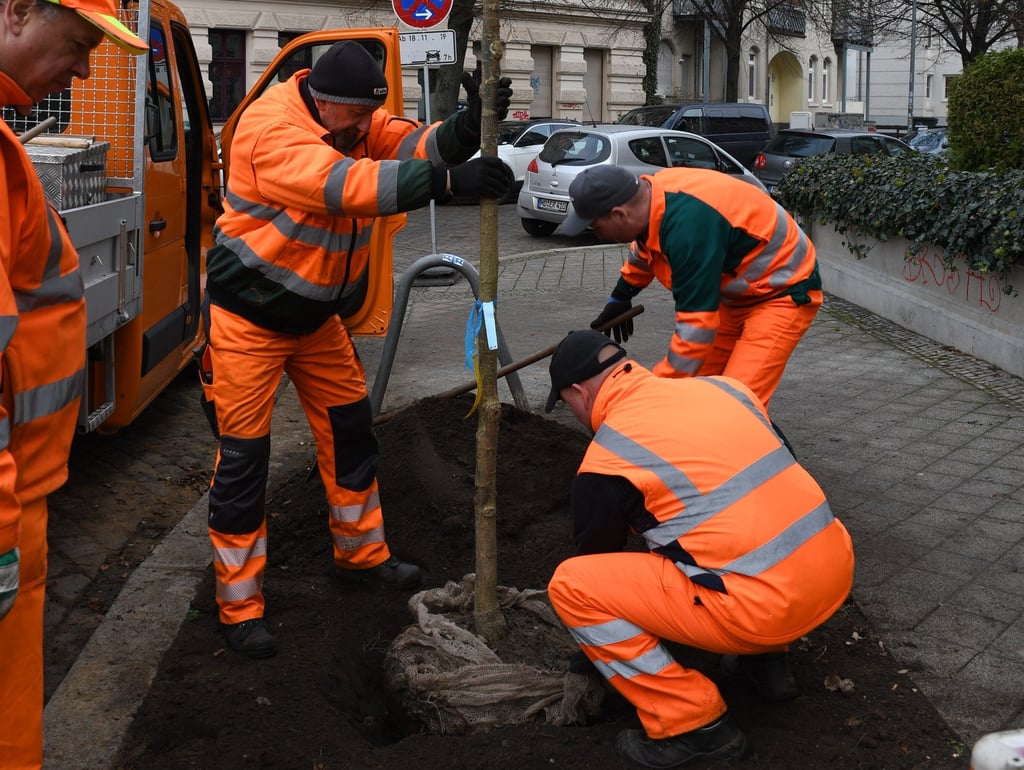 In Magdeburg-Stadtfeld ist es nicht so einfach neue Bäume nachzupflanzen.