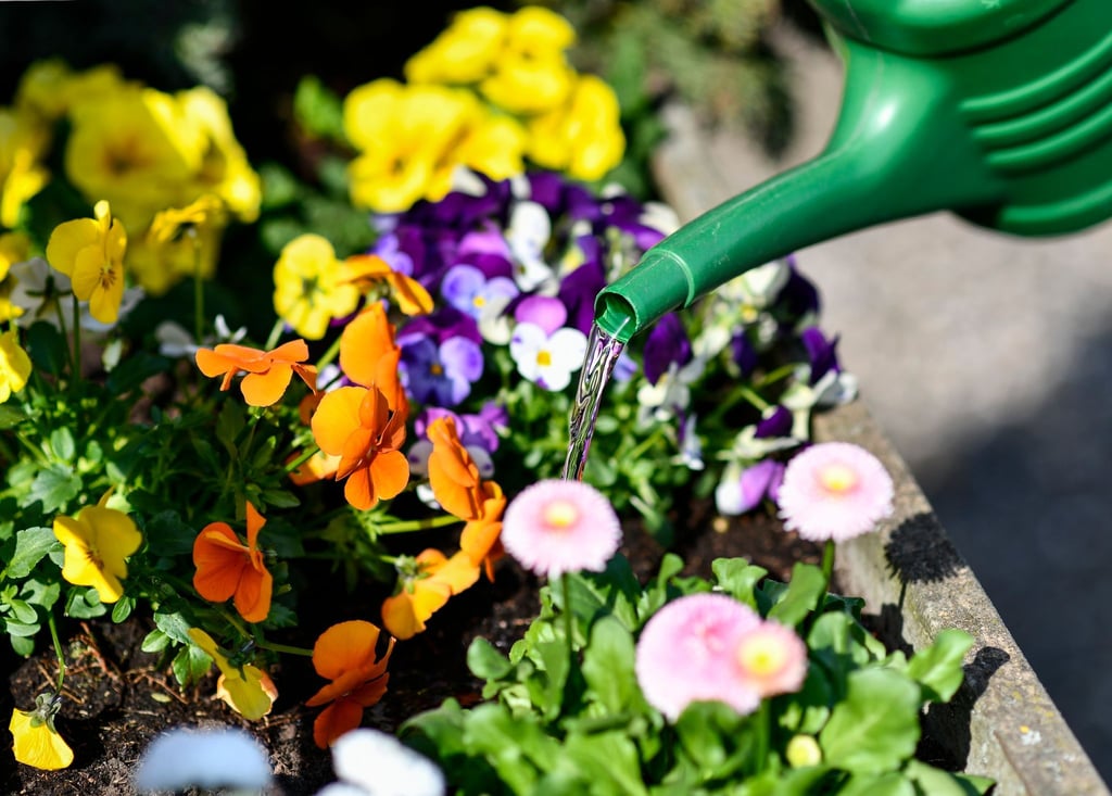 Wer Gänseblümchen und Hornveilchen in den Blumenkasten setzt, muss sie ausreichend gießen. Staunässe vertragen die Frühlingsblüher aber nicht.