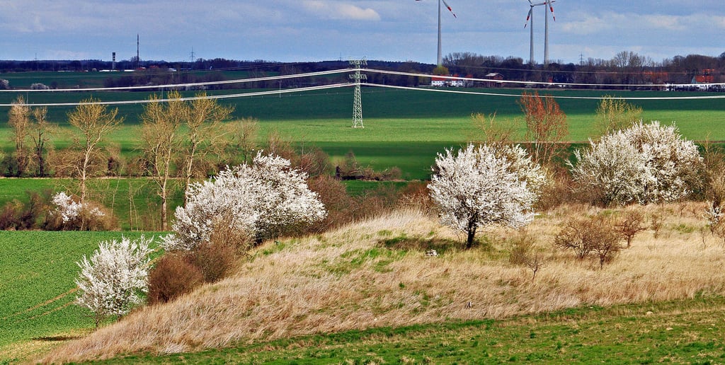 Das Seelsche Bruch, hier der Mückenberg zwischen Eilsleben und Hakenstedt, ist heute Naturschutz- und Landwirtschaftsgebiet. Bis Anfang des 18. Jahrhunderts war es noch eine Seelandschaft mit Fischereibetrieb. Mittendrin eine Insel, auf der der Adel gern lustwandelte.