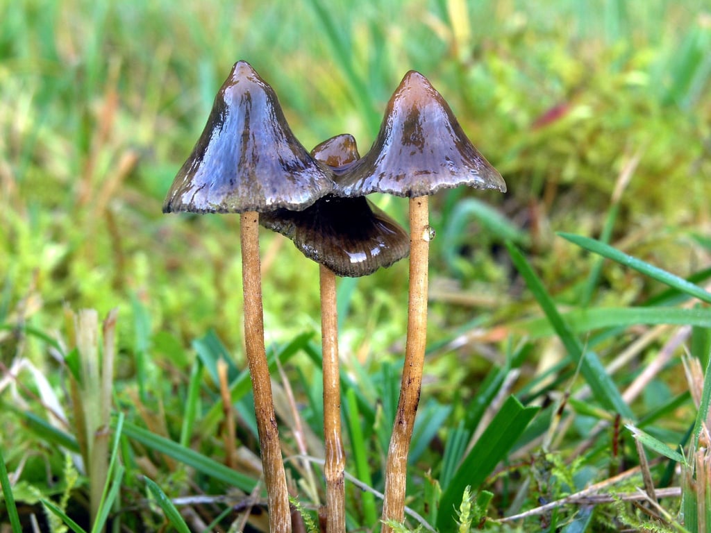 Halluzinogene Pilze können auch für psychotherapeutische Zwecke eingesetzt werden.