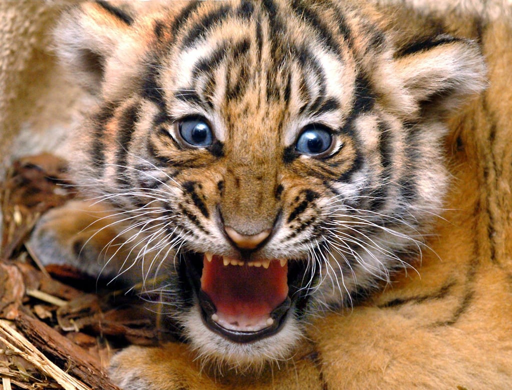 In einem thailändischen Naturreservat wurden mittels einer Kamerafalle sechs Exemplare der seltene Tiger-Art entdeckt.