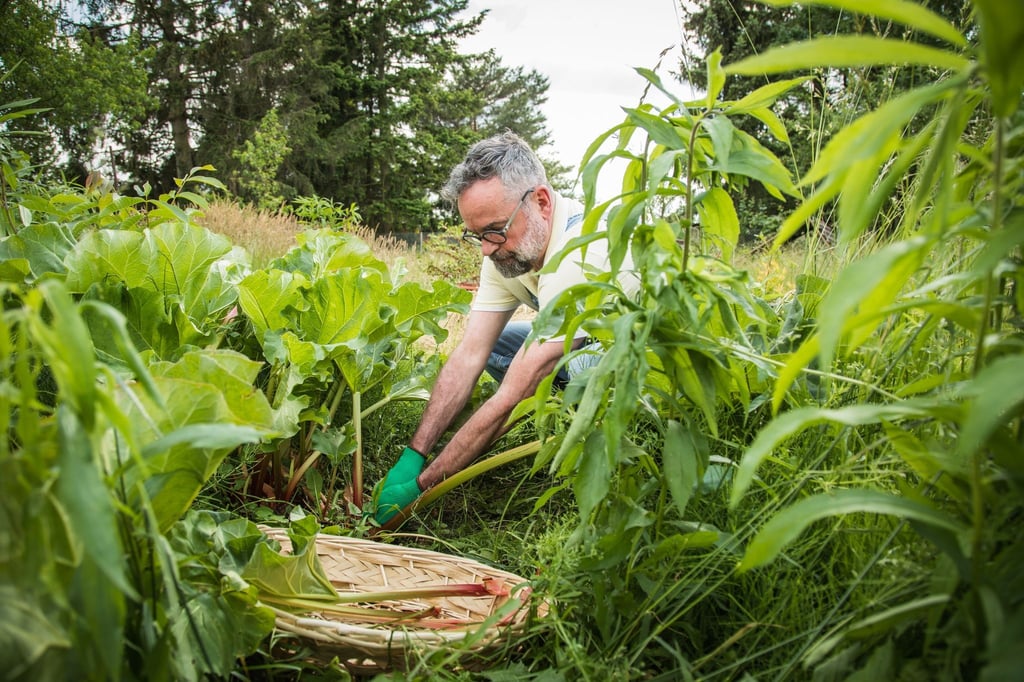 Wer in seinem Garten Obst und Gemüse als Selbstversorger anbauen will, braucht Platz und ausreichend Zeit.