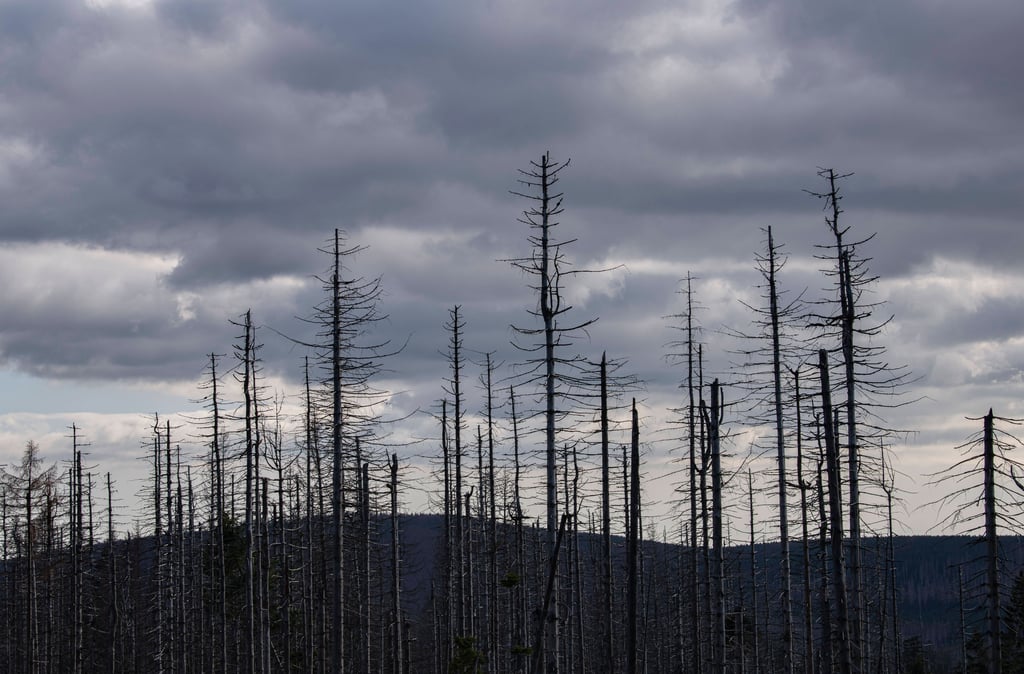 Symbolfoto - Der Wald ist auf weiten Flächen im Harz verschwunden.