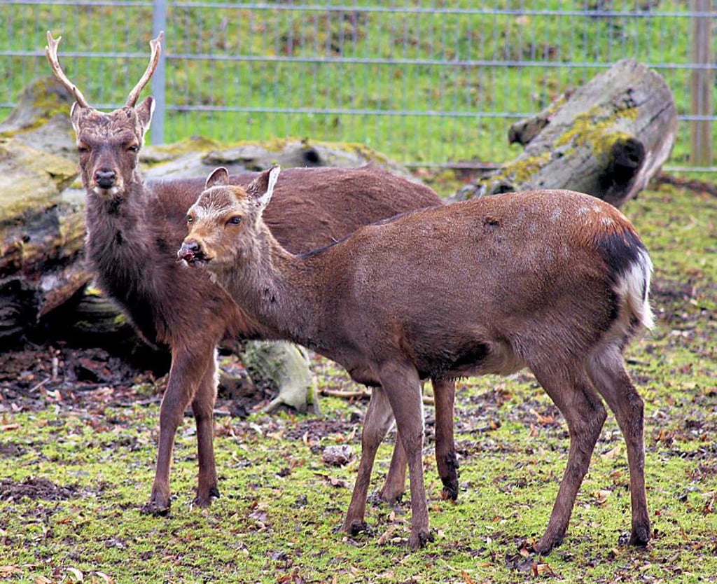 Die verletzte Sika-Hirschkuh (vorn) im Oschersleber Wiesenpark.