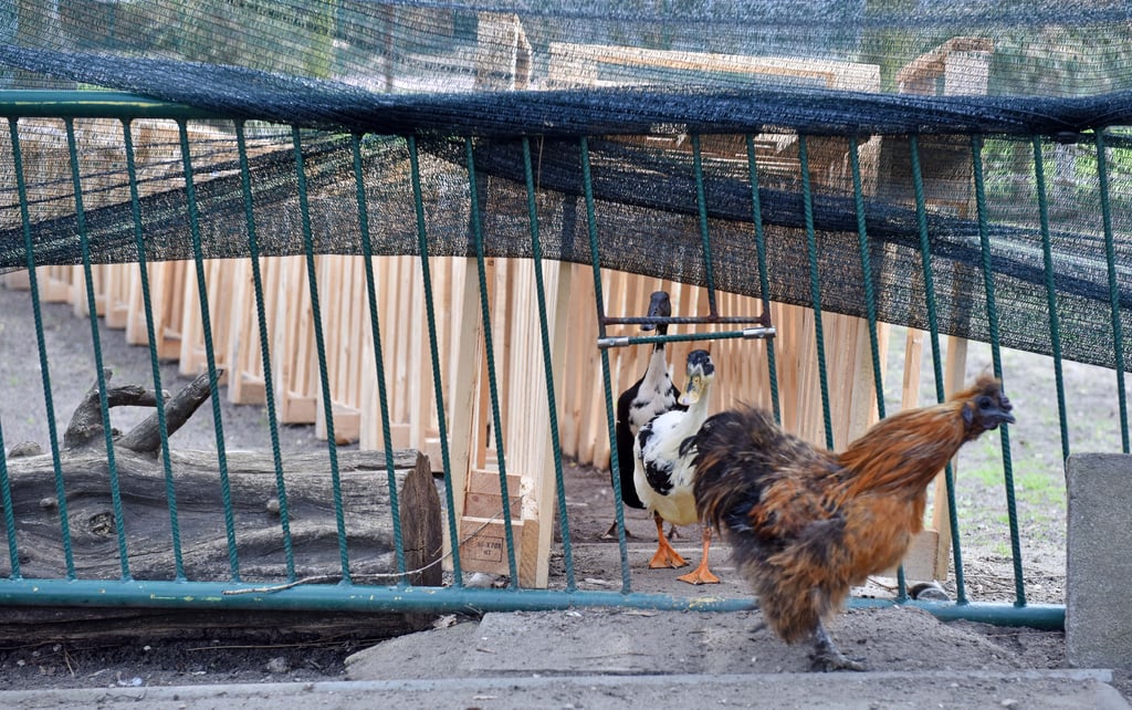In Zörbig und einigen Gemeinden darf Geflügel nur noch in geschlossenen Ställen oder unter Vorrichtungen, die gegen das Eindringen von Wildvögeln schützen, gehalten werden.