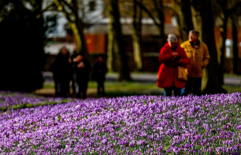 Die Sonne scheint auf die blühenden Krokusse im Husumer Schlosspark. Circa vier Millionen tauchen den Park jedes Frühjahr in ein lilafarbenes Kleid.