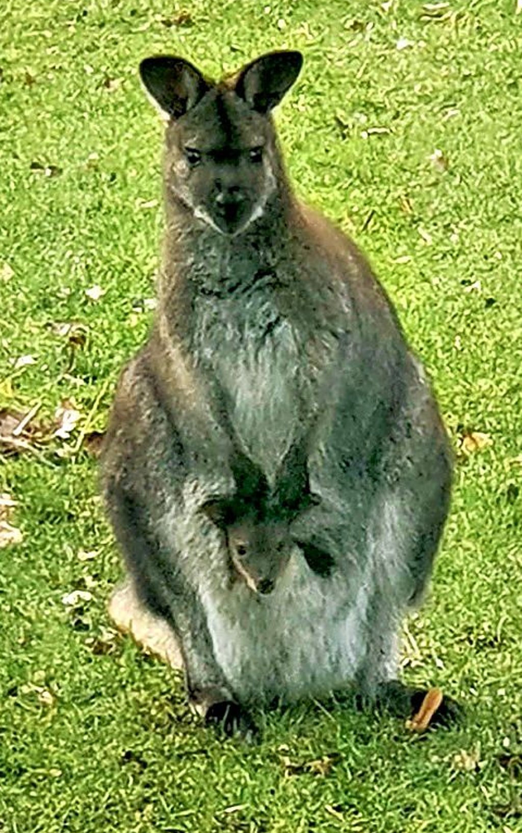 Der Känguru-Nachwuchs.