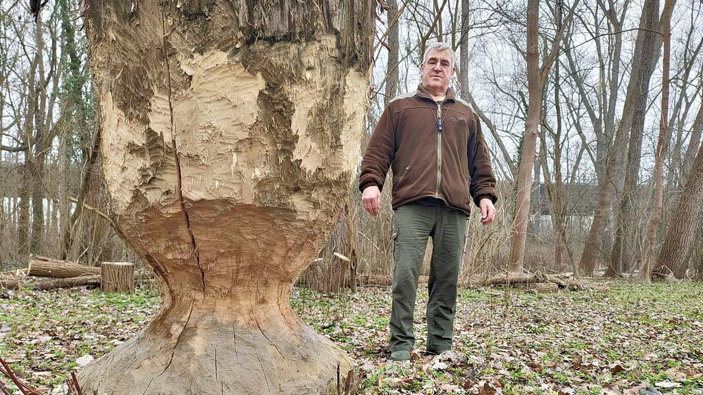 Lothar Jänsch, Bürgermeister von Ilberstedt, an einem von Bibern angenagten Baum.