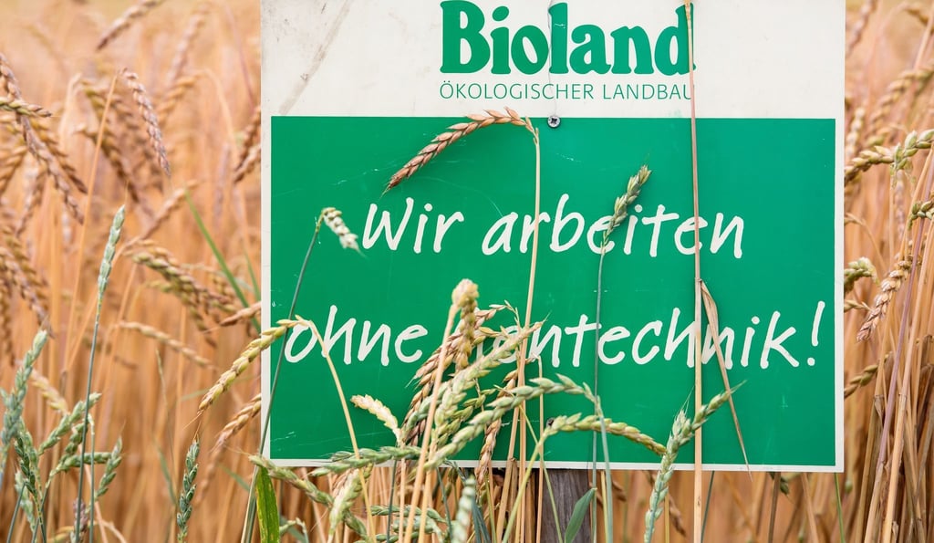 Ein Schild mit der Aufschrift „Bioland - Wir arbeiten ohne Gentechnik“ in einem Dinkelfeld.