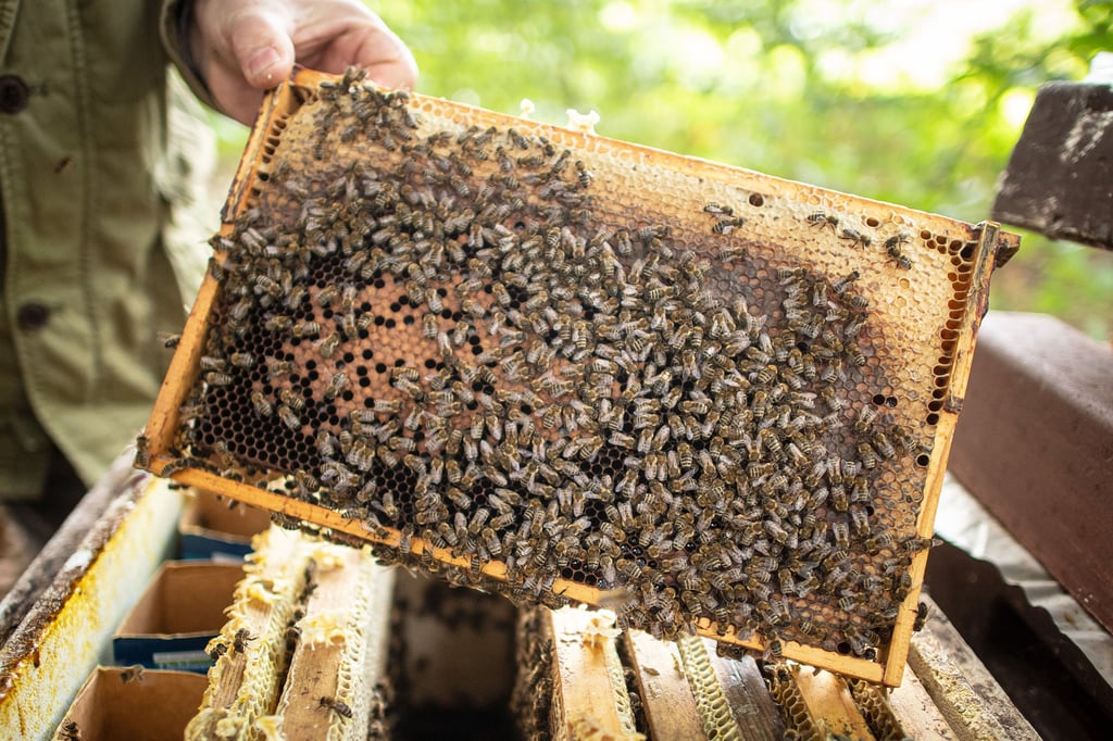 Ein Imker zeigt eine Bienenwabe.