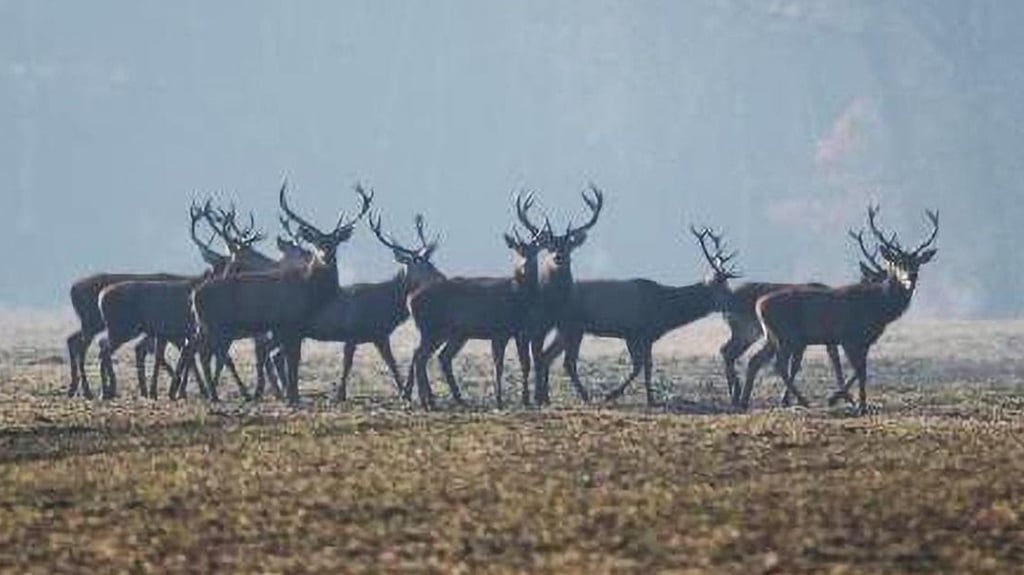 Hirsche auf einem Feld