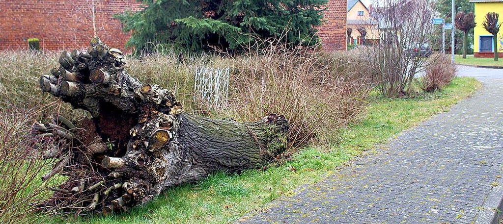Der Baum am Straßenrand findet nicht bei allen Bürgern Gefallen, an anderer Stelle eher.